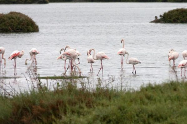 Flamingos na Baia do Seixal